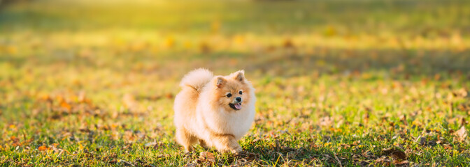 Funny Young Red Puppy Pomeranian Spitz Puppy Dog Happy Play Outdoor In Autumn Grass