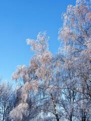 (Betula pendula) Silver birches or weeping birches trees with drooping shots in white frost creating a graceful natural scenery in winter
