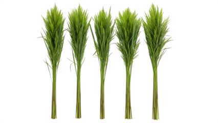 Four green wheat or grass stalks isolated on transparent background