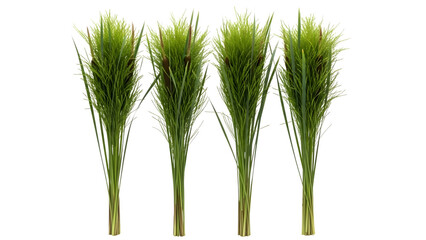 Obraz premium Three green wheat or grass stalks isolated on transparent background