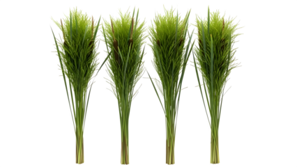 Three green wheat or grass stalks isolated on transparent background