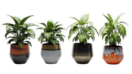 Four potted plants isolated on transparent background