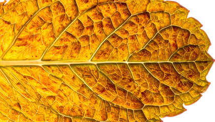 Close-up of a decaying leaf showing intricate venation and autumn colors