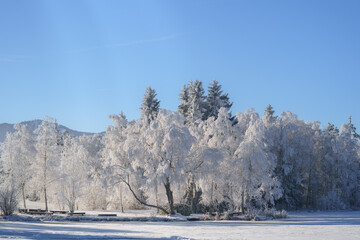 Frosted lakeside trees shimmer under clear Bavarian sky, frozen Schwaigsee and benches evoke serene alpine winter, perfect for holiday brochures.