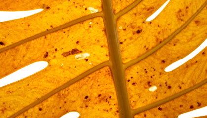 Close-up of a decaying, translucent leaf showing veins and discolored patches