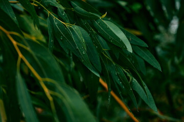 Freshly Dewed Eucalyptus Leaves in Rain