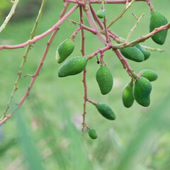 Green mango on branch, Unripe mango hanging.