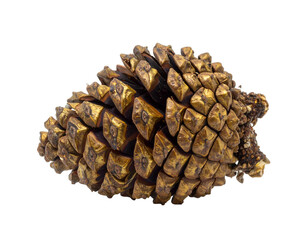 Textured, golden-brown pinecone with scales against a black background