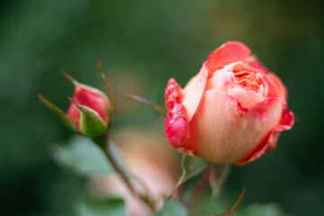 Rose in pink rosa rot