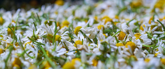 Freshly picked chamomile flowers are drying. Medicinal wild plants are being prepared for storage. Natural plant texture, summer theme.