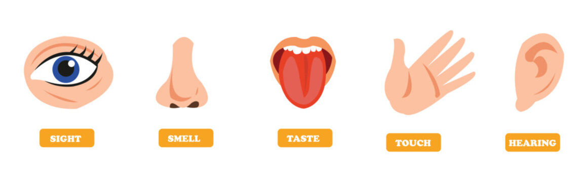  five senses concept with human organs