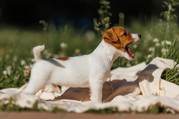 A cute Jack Russell Terrier puppy on his first walk. The puppy is sitting on the grass.