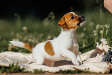 A cute Jack Russell Terrier puppy on his first walk. The puppy is sitting on the grass.
