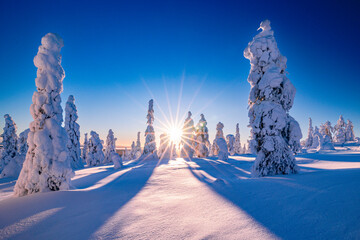 winter landscape with snow covered trees