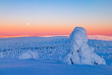 winter landscape with snow