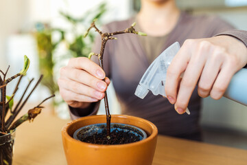 rooting cuttings of fruit trees