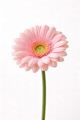 Single pink gerbera daisy flower isolated on white background