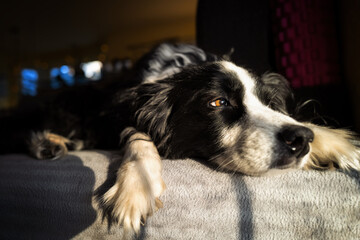 Relaxed border collie resting indoors in warm sunlight