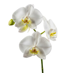 Fototapeta premium Elegant white orchid flowers on a green stem, isolated on transparent background