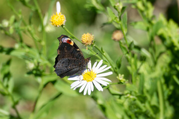 European peacock butterfly (Aglais io) sitting on a daisy in Zurich, Switzerland