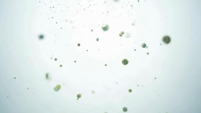 Green organic particles or spores floating and multiplying in a clean, bright liquid environment.