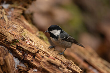 Obraz premium A small Coal Tit rests on a fallen tree trunk in a forest. The bird is surrounded by broken bark and scattered seeds, searching for a tasty meal amidst nature's textures