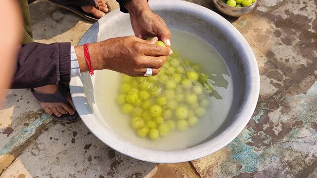 Man and Woman Washing Amla for Homemade Pickle Preparation in Traditional Indian style.
