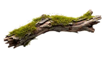 Moss Covered Tree Branch on Gray Background green moss isolated on a transparent background