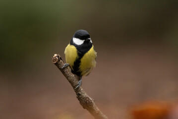 Fototapeta premium A small Great Tit with yellow, black, and white feathers perches attentively on a thin branch. The scene takes place in a forest during the day with a blurred background