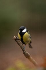 Fototapeta premium A colorful Great Tit, perched upon a bare branch, faces forward in a forest. The bird has yellow and black feathers, and is resting peacefully in nature