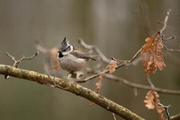A small European crested tit sits perched on a thin branch in a forest setting. Dry oak leaves are visible on the branches around the bird. The background is blurred and brown © honey_paws