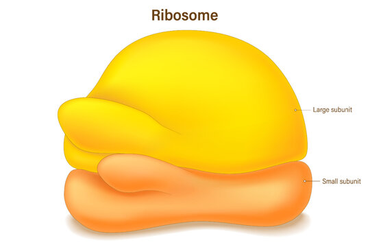Ribosome structure. Anatomy of ribosome. Large subunit and Small subunit. Protein factories in the cell.