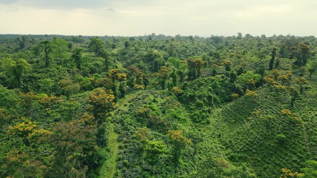 Cinematic 4k Drone view of Mountain Tea Garden and mountain hills, Sylhet, Bangladesh.