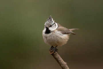 A small Eurasian crested tit with a distinctive crest sits comfortably on a twig. Its black and white markings are clearly visible against the green blurred background of the woods © honey_paws