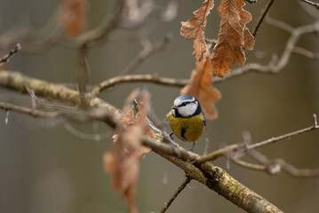 A cute, yellow and blue Eurasian blue tit perches on a branch. The bird sits amongst bare branches and withered leaves in a natural woodland setting © honey_paws
