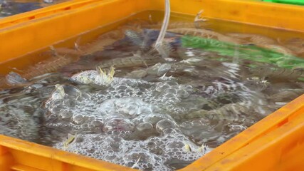 A market container with aerated water where mantis shrimps move slowly as bubbles rise, presenting live marine species at a coastal market. Coastal fishing routine.
