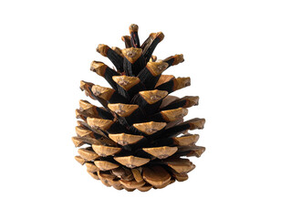 Close-up of a textured pinecone with scales against black