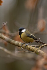 Fototapeta premium A small Great Tit, with black head and yellow body, is sitting on a thin tree branch in a forest. The background has a blurry, natural setting