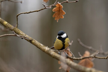A great tit, a small bird with a black head, white cheeks, and yellow chest, is perched on a branch with a few dry leaves in a woodland setting during the winter season