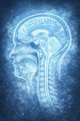 Sagittal section of the human head and neck, MRI-based generative ai illustration showing brain anatomy, cervical spine, and spinal cord