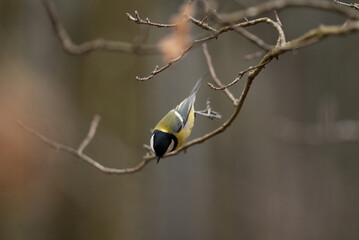 A Great Tit perches upside down on a small branch. The bird seems to be searching for food on the underside of the branch. It is a somewhat hazy Spring day © honey_paws