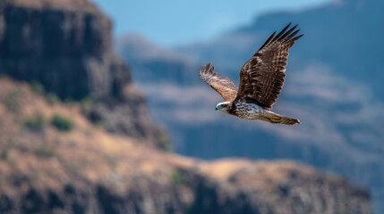 Obraz premium A hawk soars in the sky above a rugged landscape. The bird glides gracefully while the mountains rise in the background during clear weather