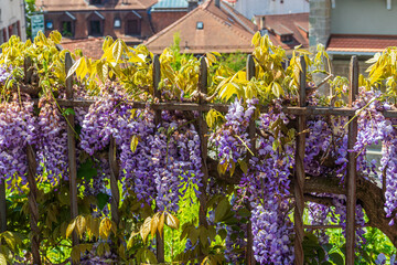 Flowering violet wisteria creeper covering a iron fence