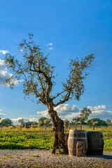 Traditional rural wine landscape featuring cork oak tree, barrels, and vineyards. Natural background suitable for design.