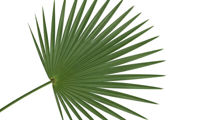 Fototapeta premium Close up of a green palm leaf against a black background