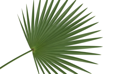 Close up of a green palm leaf against a black background
