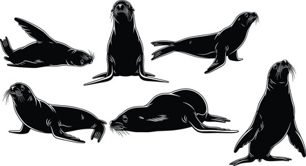 Set of Stylized Sea Lion Vector Illustrations in Natural Poses, Ideal for Educational, Artistic, and Marine Wildlife Design Projects © Ashikur