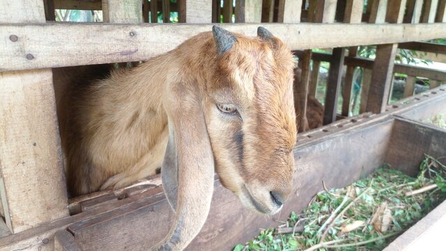 Brown goat eating fresh green fodder in pen