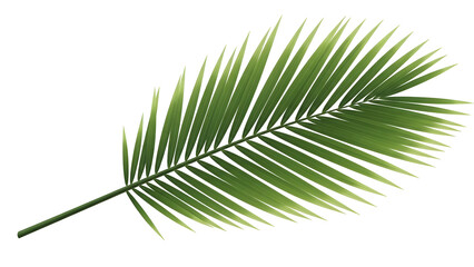 Obraz premium Palm leaf isolated on black background