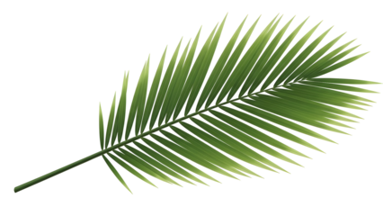 Palm leaf isolated on black background